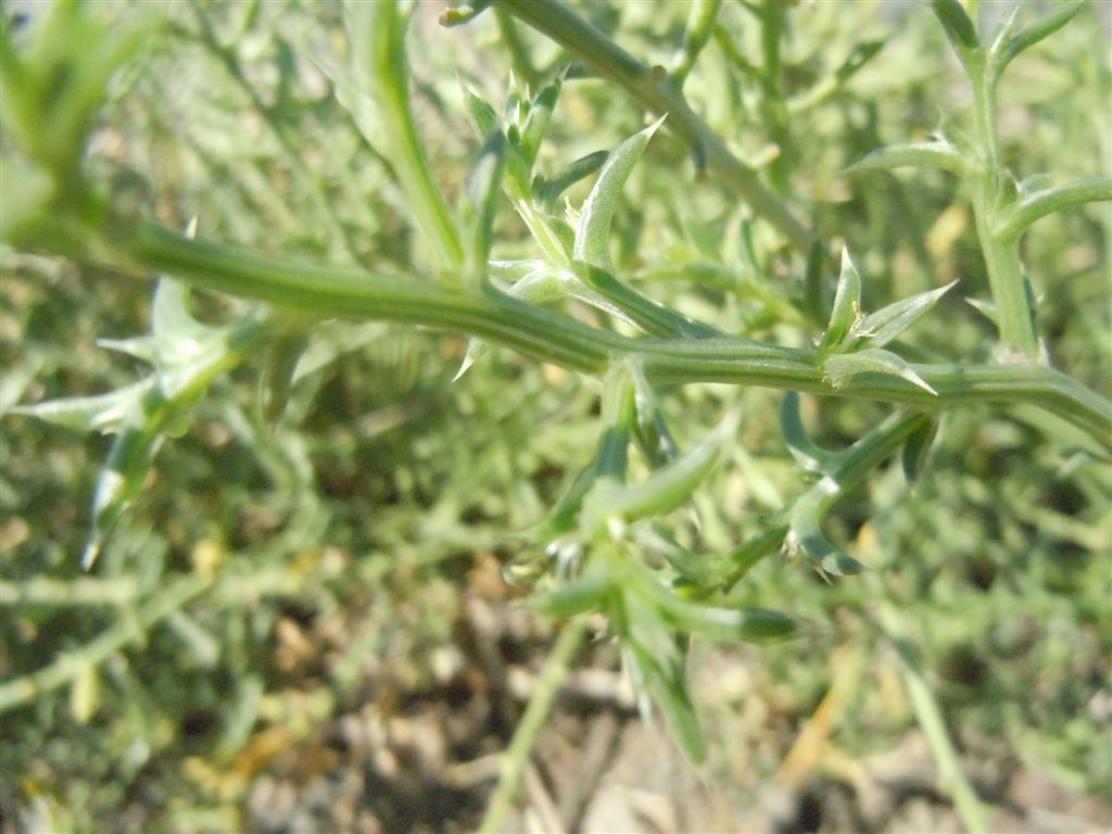 Salsola kali